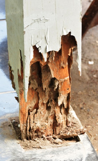 Bois infesté par des termites, diagnostic termites pour immobilier